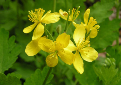 Сбор и заготовка чистотела для дальнейшего лечения Когда собирать чистотел