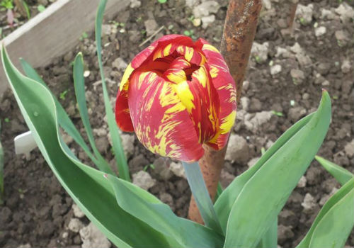 Когда выкапывать луковицы тюльпанов и когда сажать их снова когда выкапывать тюльпаны после цветения