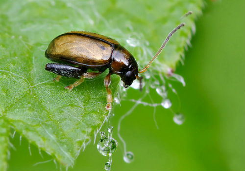 Как бороться с крестоцветной блошкой на дачном участке крестоцветная блошка как бороться