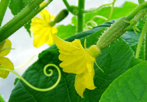 Нужно ли обрывать усы у огурцов и для чего? надо ли обрывать усы у огурцов