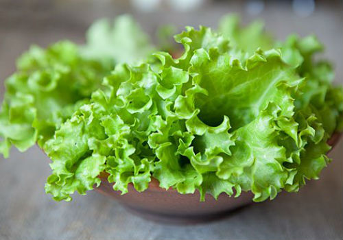 Почему листья салата бывают горькими и можно ли избавиться от горечи почему листья салата горькие