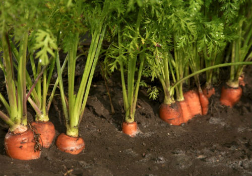 Подкормка моркови в открытом грунте для роста Чем подкормить морковь