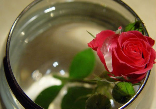 Как сохранить срезанные розы, чтобы они как можно дольше стояли в вазе как сохранить розы в букете подольше