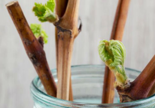 Заготовка и хранение черенков винограда зимой хранение черенков винограда зимой