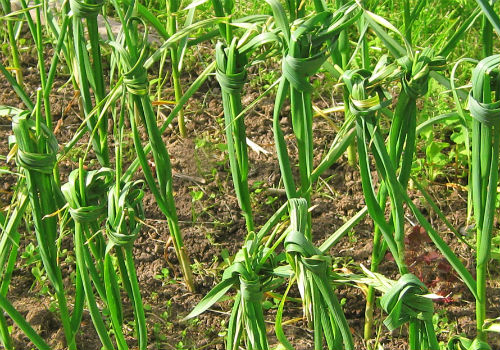 Надо ли завязывать чеснок в узлы и когда это делать когда завязывать чеснок в узлы