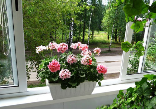 Как заставить пышно цвести герань в домашних условиях почему не цветет герань комнатная