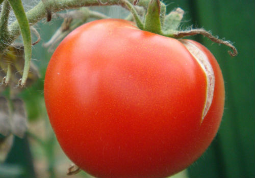 От чего трескаются помидоры во время созревания почему трескаются помидоры