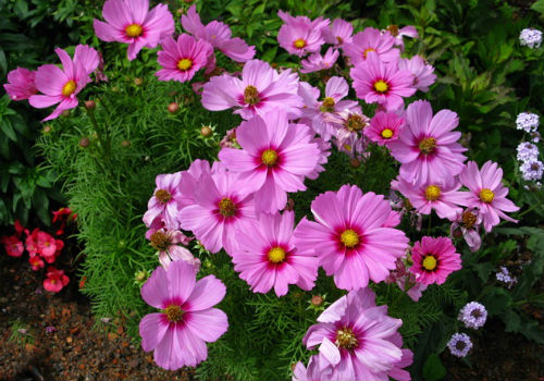 Посадка космеи в открытый грунт и правильный уход космея посадка и уход в открытом грунте