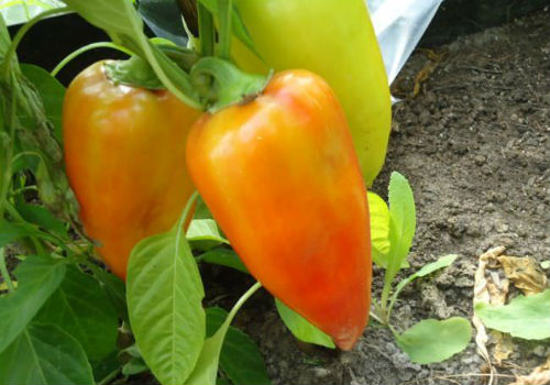 Как бороться с тлёй на перце тля на перце чем обработать