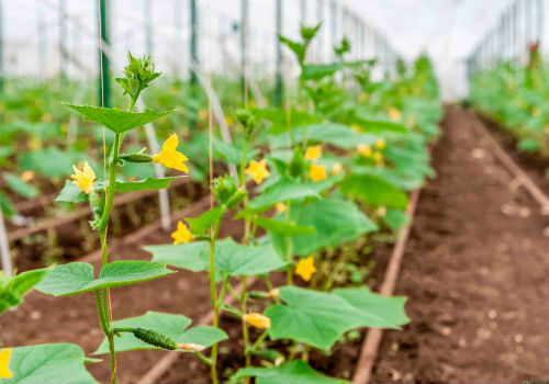 Как правильно ухаживать за огурцами в теплице из поликарбоната уход за огурцами в теплице из поликарбоната