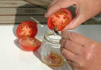 как собрать семена помидоров в домашних условиях