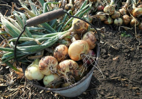 Когда нужно убирать репчатый лук с грядки Когда убирать лук с грядки