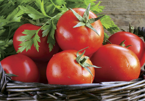 Какие сорта томатов выбрать для посадки в Сибири лучшие сорта томатов для сибири