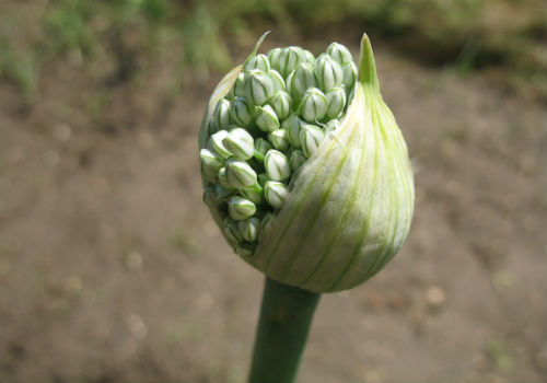 Что делать, если лук пошел в стрелку лук пошел в стрелку