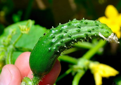 Огурцы растут крючком, чего им не хватает? огурцы крючком что делать