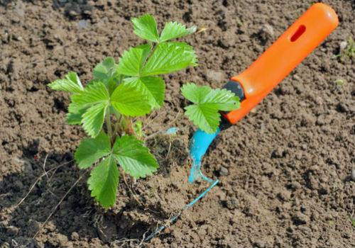 Как происходит посадка клубники под осень посадка клубники под осень