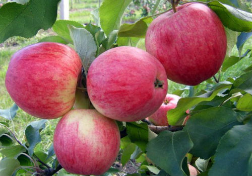 Характеристика сорта яблони Штрейфлинг с отзывами садоводов яблоня штрейфлинг