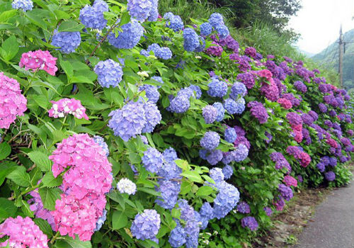 Как посадить гортензию метельчатую и как ухаживать за растением гортензия метельчатая посадка и уход