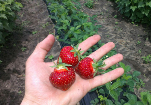 Клубника Хоней, ранний и очень вкусный сорт клубника хоней