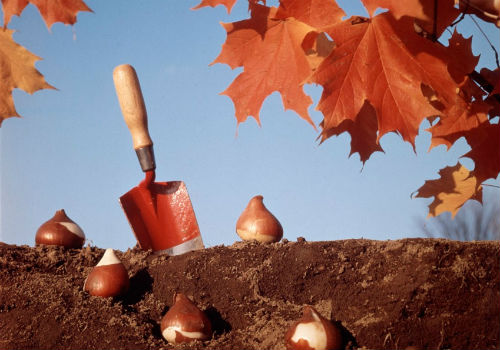 Посадка тюльпанов осенью в открытый грунт когда сажать тюльпаны в открытый грунт осенью