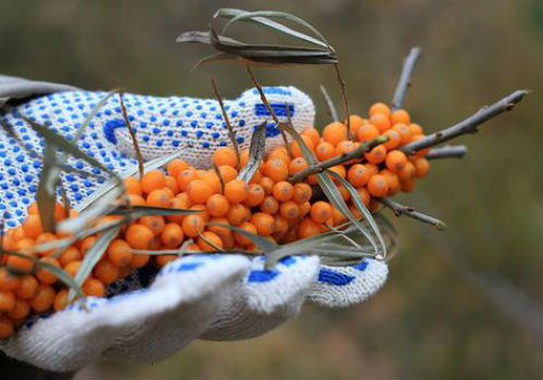 Когда и как правильно собирать облепиху с веток Как быстро собирать облепиху