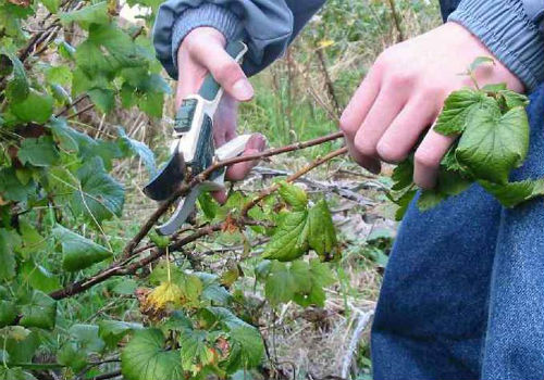 Как правильно обрезать смородину осенью как обрезать куст смородины осенью