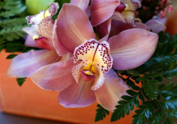 почему не цветет орхидея