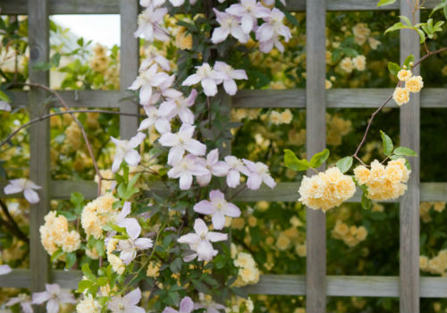 Как подготовить клематисы к зиме Подготовка клематиса к зиме