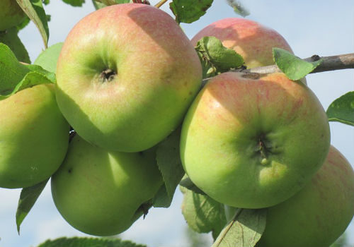 выращивание яблони