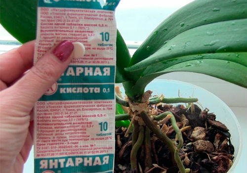 Как правильно использовать янтарную кислоту для ухода за орхидеями янтарная кислота для орхидей