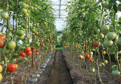 Как бороться с фитофторой на помидорах в теплице фитофтора на помидорах в теплице как бороться