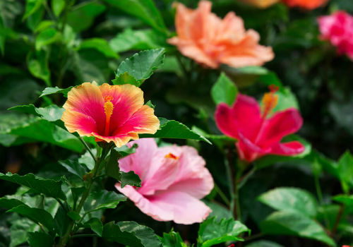 Как зимует гибискус садовый как укрыть гибискус садовый на зиму