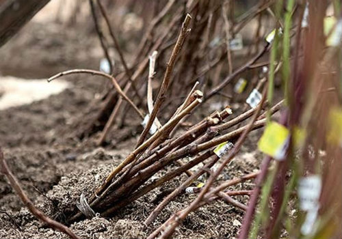 Как прикапывать саженцы деревьев на зиму и как защитить их от грызунов как прикопать саженцы до весны