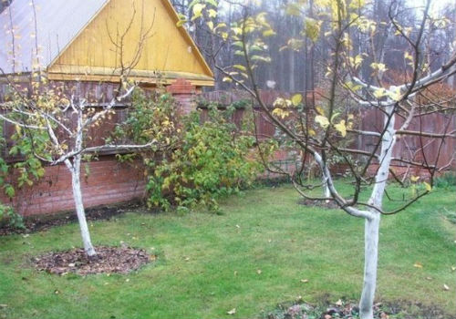 Как правильно утеплить молодую и взрослую яблоню на зиму как утеплить яблоню на зиму