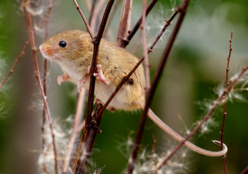 Способы защиты яблони от мышей и зайцев зимой в саду как защитить яблоню от грызунов зимой
