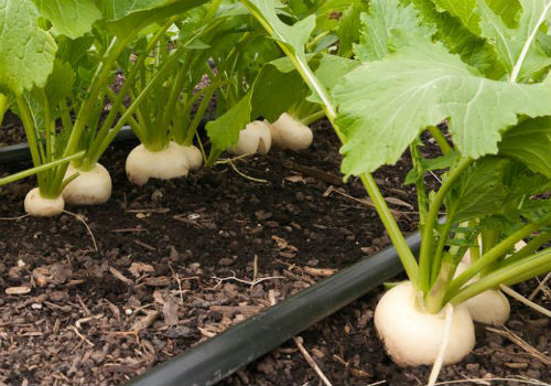 Когда сажать репу и как правильно Когда сажать репу