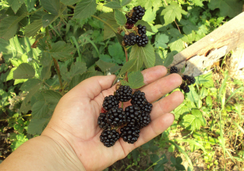 Как правильно подготовить ежевику к зиме подготовка ежевики к зиме