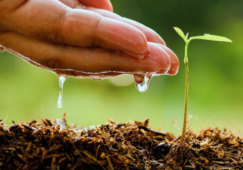 Как правильно сеять семена в кипяток посев семян в кипяток