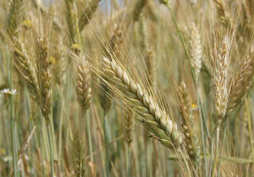 Когда и как сеять рожь на сидераты осенью рожь как сидерат