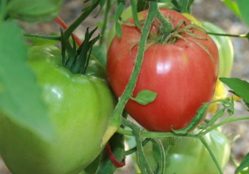 выращивание томатов мазарини