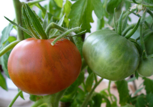 Сорт томатов Монгольский карлик, достоинства и недостатки томат монгольский карлик