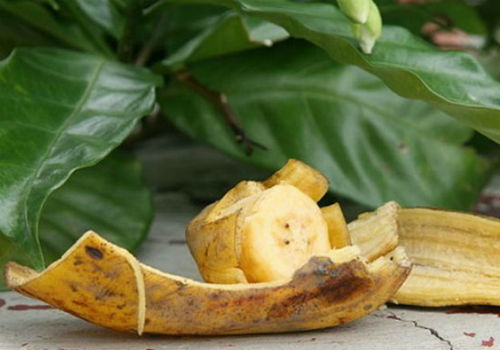 Банановая кожура, как удобрение для огорода и комнатных растений удобрение из банановой кожуры