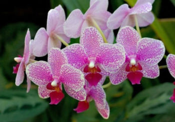 болезни орхидеи