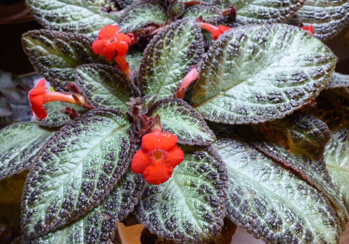 Правильный уход за эписцией в домашних условиях эписция уход в домашних условиях