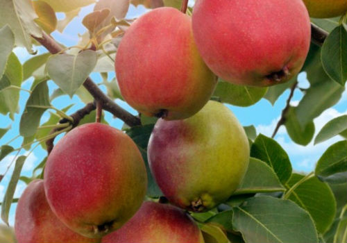 Описание груши сорта Красуля, плюсы и минусы груша красуля