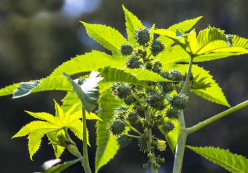 Как вырастить клещевину в открытом грунте клещевина посадка и уход