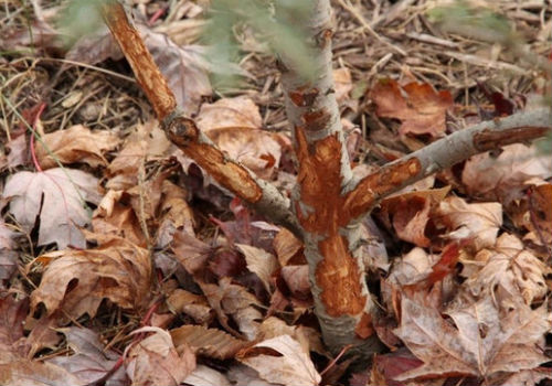 Что делать, если мыши и зайцы погрызли кору яблонь мыши погрызли кору яблони