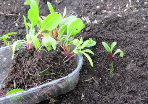 Как вырастить рассаду свеклы в домашних условиях посадка свеклы на рассаду