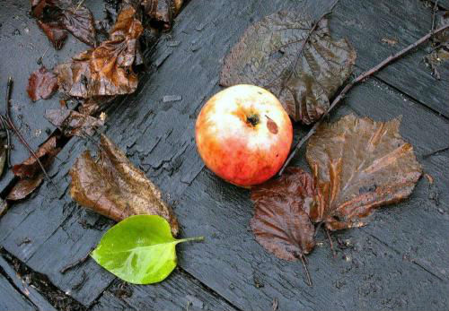Сезонные работы дачника в саду и огороде в ноябре Работы в саду и огороде в ноябре