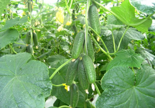 Как подобрать самоопыляемые сорта огурцов для выращивания в теплице самоопыляемые сорта огурцов для теплиц